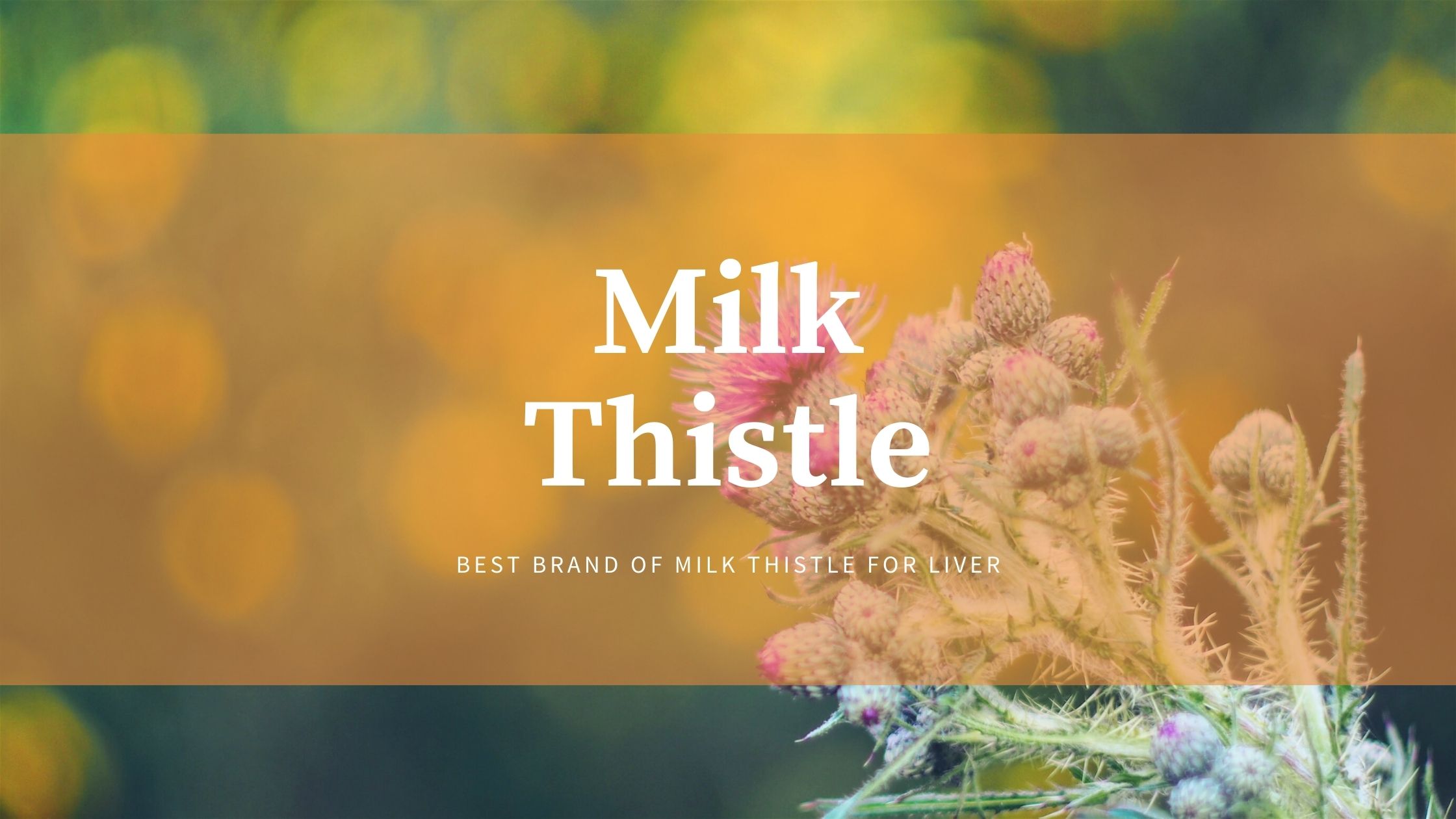 Read more about the article Best Brand of Milk Thistle for Liver