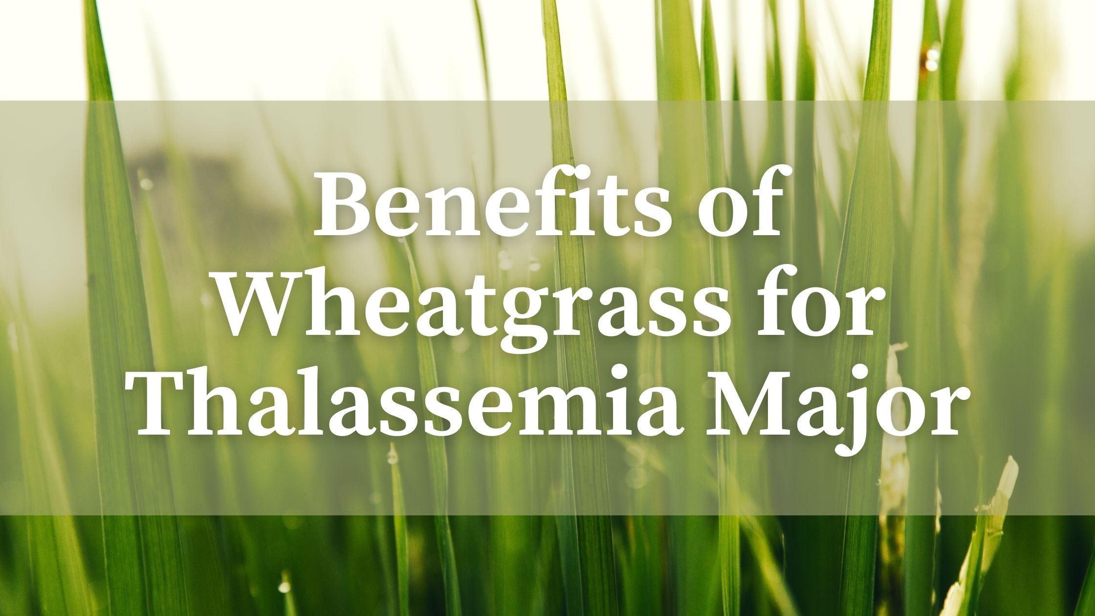 Read more about the article Wheatgrass for Thalassemia Major