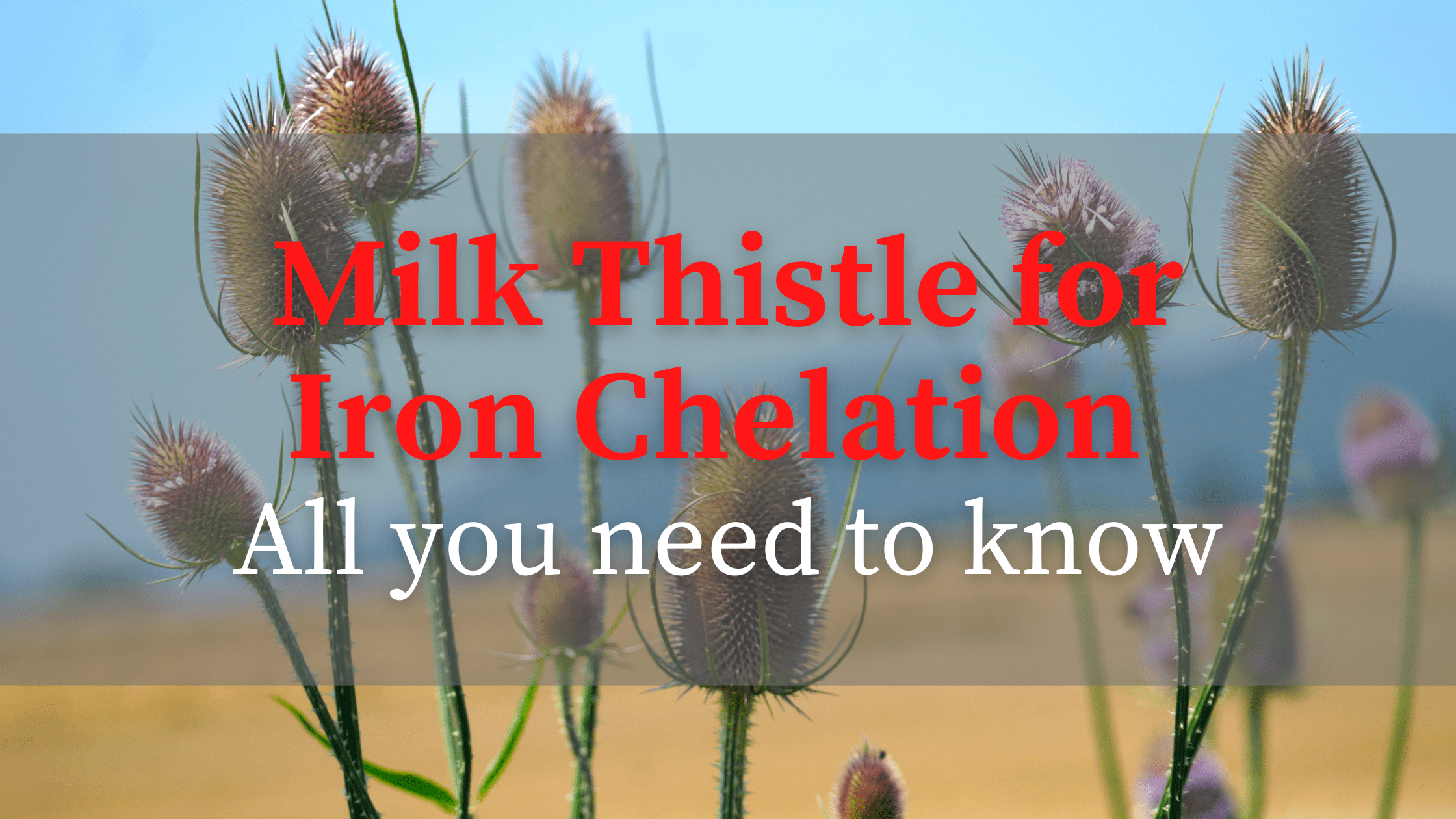 Read more about the article Milk Thistle for Iron Chelation | All you need to know